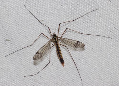 Nephrotoma quadrifaria